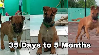 Puppy Transformation | Growing up from 35 days to 5 months (Vedha The Pariah Dog) | Indian Breed