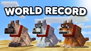 Becoming the FASTEST Person to Tame Every New Minecraft Wolf.