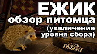 👛Ежик-собиратель: результаты тестов. Обзор питомца в Black Desert (MMORPG - ИГРЫ)