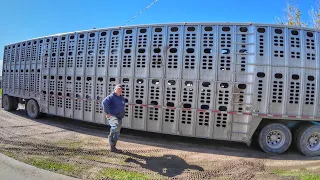 Loading out 180 Steers