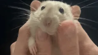 Special needs rat is so gentle with his human mom