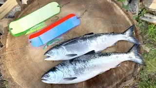 How to Catch Salmon in Puget Sound! 15 Minute Coho Limit!