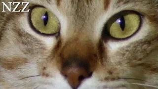 Katze: das geliebte Biest - Dokumentation von NZZ Format (1994)