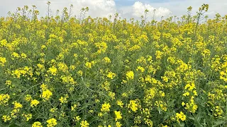 25.04.2024 р. Огляд полів в Широківському районі. Ріпак, горох, пшениця та ячмінь.