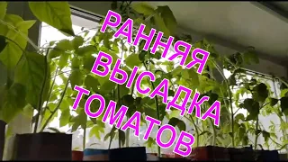 Высадка рассады томатов/Ранняя высадка помидоров