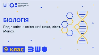 9 клас. Біологія. Поділ клітин: клітинний цикл, мітоз. Мейоз