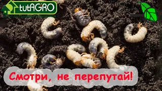 А КТО ЭТО НАДЕЛАЛ? Майский хрущ, жук-олень, жук-носорог, мохнатая оленка или бронзовка? НЕ УБИЙ!