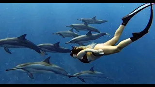 Swimming with dolphins in Mauritius – Mauritius Now