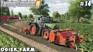 Selling sugar, contract harvesting wheat, digging up beets | Osiek | Farming simulator 19 | ep#14