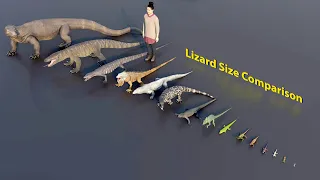 Big Lizard size comparison | 3D Animation #animation #animals