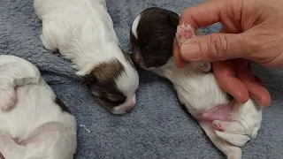 Day 9 - Puppies Journey - They Have Grown!
