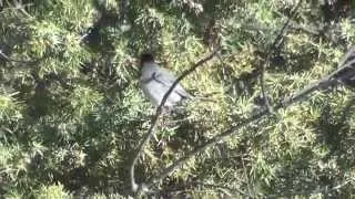 Ruppell's warbler Akseki Turkey 13/04/2014