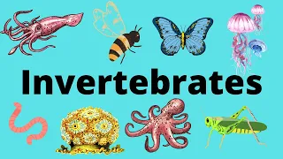 The Diversity of Invertebrates