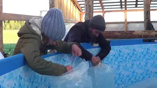 ЗАВЕЗЛИ МАЛЬКА ФОРЕЛИ//УЗВ//ФОРЕЛЬ В УЗВ//ФОРЕЛЬ//РЫБА ФОРЕЛЬ//РЫБОВОДСТВО//УЗВ СВОИМИ РУКАМИ//