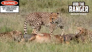 Cheetah Coalition Subdue And Eat A Topi | Lalashe Maasai Mara Safari