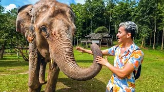 Así es vivir con ELEFANTES en Tailandia 🐘