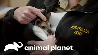 La recuperación de un canguro bebé: un rayo de esperanza | Los Irwin | Animal Planet Latinoamérica