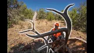 Big Bull Elk in Colorado on Day 1! Beginners Luck!