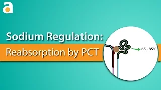 Sodium Regulation: Proximal Convoluted Tubule