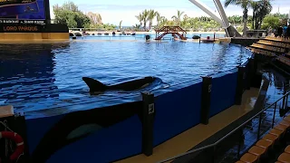 Orca Show (after)  Loro Parc Tenerife 2018