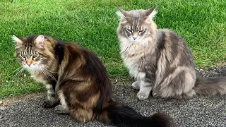 HUGE Maine Coon Cat Talking!