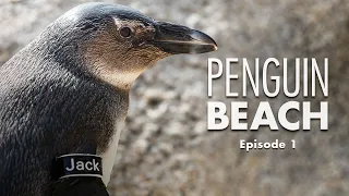 Penguin Beach | Episode 1 – Diving In