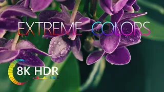 EXTREME COLORS 8K HDR 50 FPS DEMO