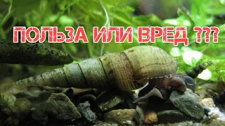 УЛИТКА МЕЛАНИЯ ПОЛЬЗА ИЛИ ВРЕД АКВАРИУМУ? СПОСОБЫ БОРЬБЫ С НЕЙ