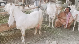 Gulabi Goats |Complete Documentary