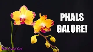 Phalaenopsis Orchids collection in bloom - Join me on a flower tour!