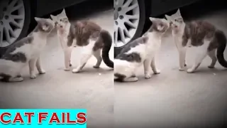 CAT BEST FAILS COMPILATION 2020 | OVERDOSED JOKER