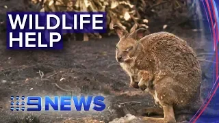Bushfire death toll for Australian wildlife rising | Nine News Australia