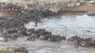 Steppin Out Catches Wildebeest Migration