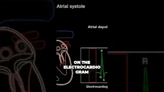 Heart's Rhythm - The Secrets of Atrial Contraction #medical #medschool