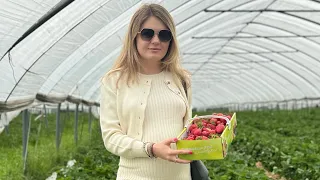 СЕЗОН СБОРА КЛУБНИКИ 🍓 В ГЕРМАНИИ.#жизньвгермании #клубника #сезон #украинцывгермании