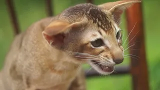 Ориентальный котенок Иннокентий 3,5 месяца