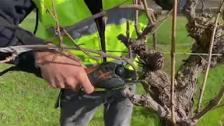 The basics of pruning a grapevine part 1: Introduction to pruning