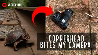 Copperhead Bites My Camera! Fall Herping in Georgia: Box Turtles, Kingsnake, Rattlesnake, and More