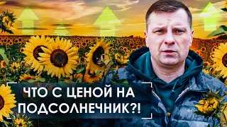 Почему падает цена на подсолнечник и пшеницу? Что будет с зерновой сделкой? #агроновости 04/03/23