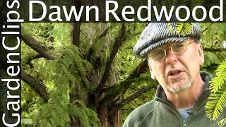 Dawn Redwood - Metasequoia glyptostroboides - Grow Dawn Redwood