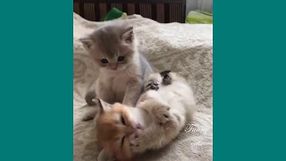 Funny Cats ✪ Cute and Baby Cats Videos Compilation #82