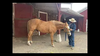 Basic Grooming of a horse