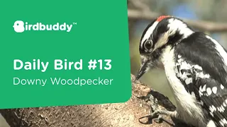 Daily Bird: Downy Woodpecker – Cool Bird Facts