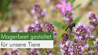 So gestaltet ihr Trockenmauer & Magerbeet insektenfreundlich und klimafest!