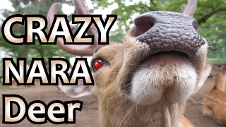 Crazy Deer Of Nara, Japan | Nara Park