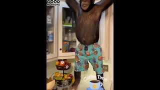 Smart Chimpanzee making coffee just like humans