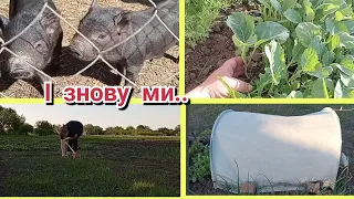 "Зелене море" починається.А гляди ,щось і вийде. Живемо в селі