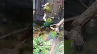 My home aviary and the birds that live in it are pure joy. Even my dogs are entertained by them.