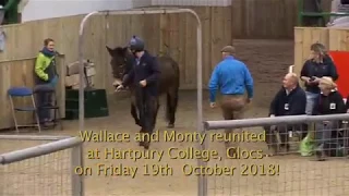 Wallace and Monty reunited at Hartpury College, Glocs on Friday 19th  October 2018