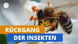 Insekten in Gefahr | Planet Schule